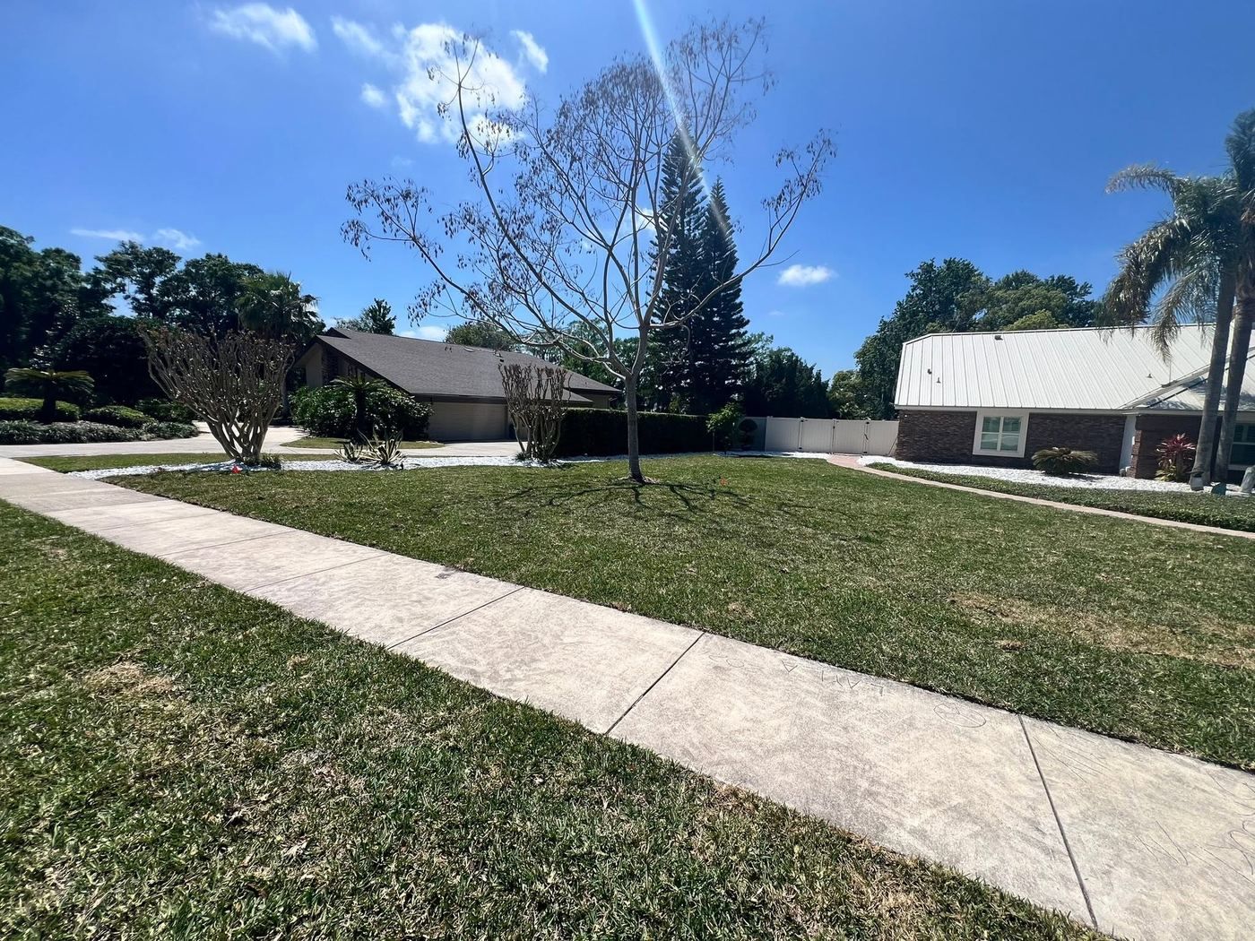 A wide green front lawn with a young tree, framed by a public sidewalk, with a brick house and palms behind it under a blue sky.