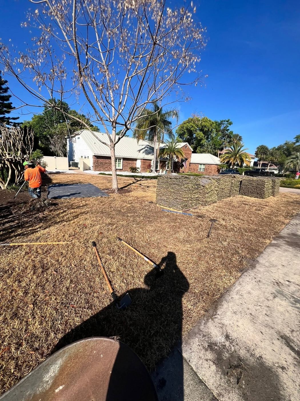 Pallets of cut sod stacked on a brown dormant front lawn, with a worker raking in the background beside a brick house.