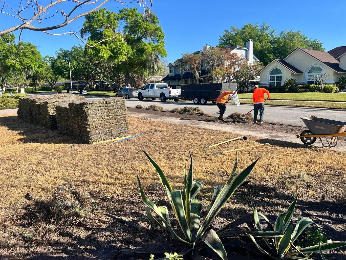 Two workers in orange shirts raking stripped dead turf into rows at the kerb, next to a truck and dump trailer.