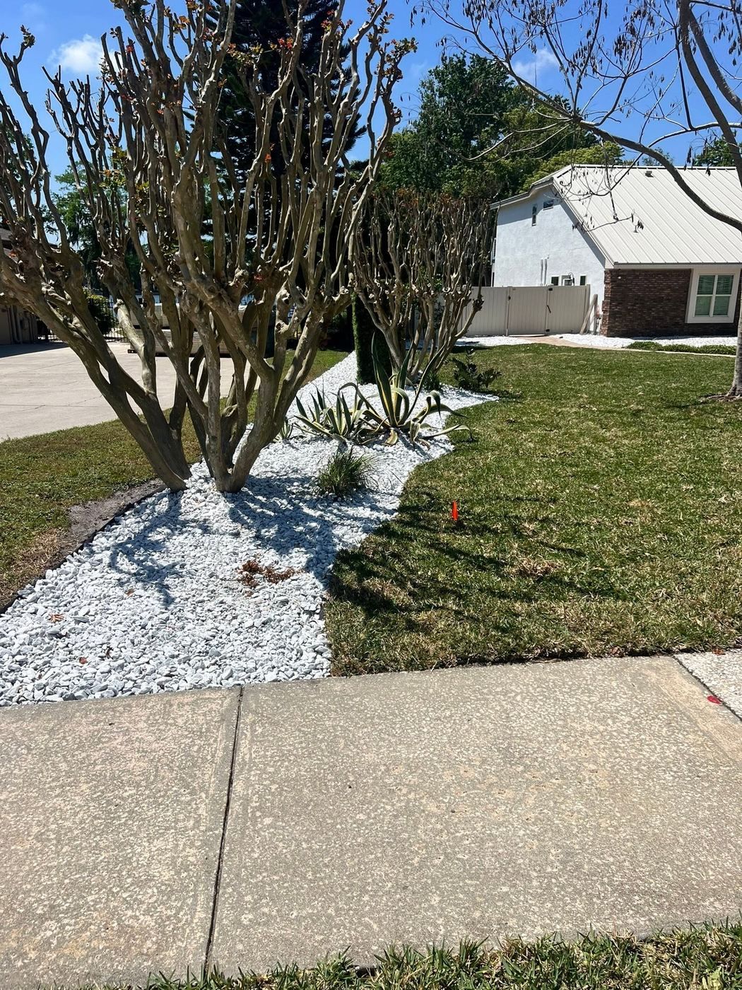 Multi-trunked crepe myrtles rising out of a white rock bed cut in a curve against a green lawn, beside a driveway.